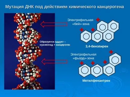 Care sunt cancerigeni și efectul lor asupra organismului (factorii de mediu) Care sunt cancerigeni și efectul lor asupra organismului