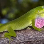 Credneaziatskaya de stepă broască țestoasă fotografie, îngrijire, conținut (stepa) Credneaziatskaya de stepă broască țestoasă fotografie, îngrijire, conținut