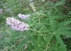 Cyclodynon - medicamente hormonale sau nu