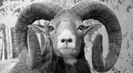 Ce este taxidermie - răspunsul simplu este că aceasta înseamnă exemple