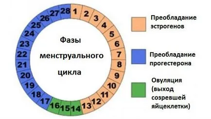 Ciclul lunar de modul în care să numere, durata și rata de deformare (zi) Ciclul lunar de modul în care să numere, durata, iar rata de deformare
