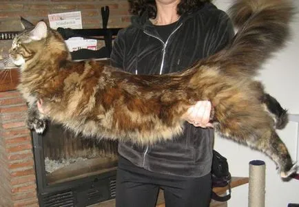Ce o pisica rasa Maine Coon, răspunsuri la întrebările dvs.