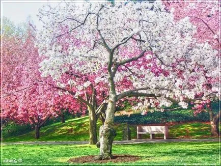 Ce este Sakura și japoneză decât este scump