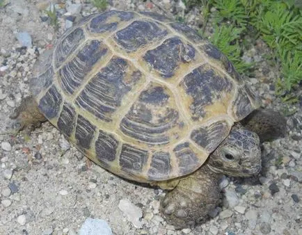 Credneaziatskaya de stepă broască țestoasă fotografie, îngrijire, conținut (stepa) Credneaziatskaya de stepă broască țestoasă fotografie, îngrijire, conținut