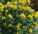 fotografii de flori atârnă-doborând Diascia și în creștere din semințe, de plantare și îngrijire (flori) fotografii de flori hang-doborând Diascia și în creștere din semințe, de plantare și îngrijire