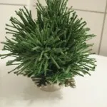 Flori, lebădă, decorare de legume și fructe