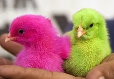 pui de găină colorate kurosayt - Diluare (găini) pui colorate kurosayt - agricultura