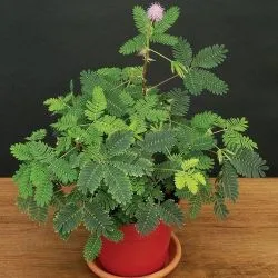 Mimosa pudica floare atunci când florile de plante arata ca flori, de îngrijire la domiciliu, punctele de vedere,