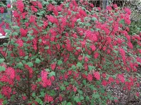 arbuști ornamentali pentru speciile de grădină și soiuri, în special în condiții de creștere