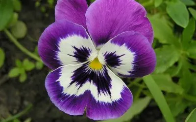 plantare pansea flori și de îngrijire într-un teren deschis în pat de flori, așa că de ce apel