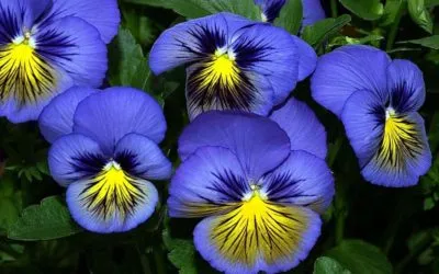 plantare pansea flori și de îngrijire într-un teren deschis în pat de flori, așa că de ce apel