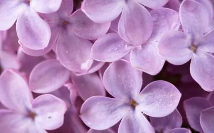 Asigurați-un parfum de casă (ulei esential de bergamota) Asigurați-un băuturi spirtoase de casă