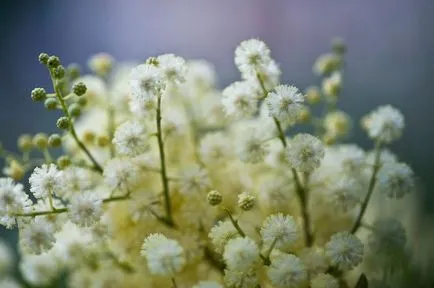 Mimosa pudica floare atunci când florile de plante arata ca flori, de îngrijire la domiciliu, punctele de vedere,