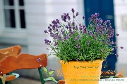 Lavandă flori - proprietăți utile și rețete pentru aplicarea eficientă (lavanda) flori de lavandă - proprietăți utile și rețete pentru aplicarea efectivă a