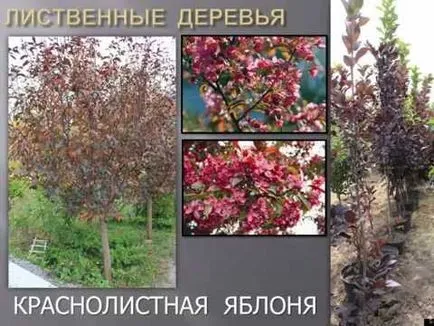 arbuști ornamentali pentru speciile de grădină și soiuri, în special în condiții de creștere