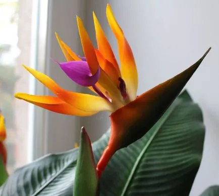 Flower Strelitzia (45 poze) tipuri de îngrijire la domiciliu, cultivarea unei păsări de semințe paradis (flori) Flower Strelitzia (45 poze) tipuri de îngrijire la domiciliu, cultivarea unei păsări de semințe paradis