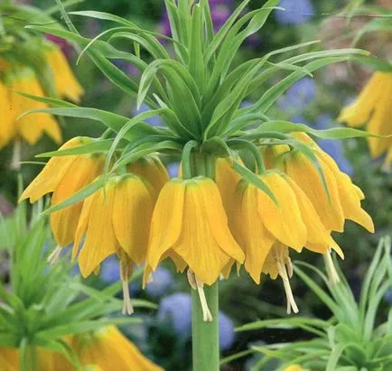 plantare de flori Fritillaria imperialis și îngrijire