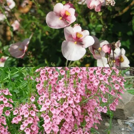 fotografii flori hang-doborând Diascia și în creștere din semințe, plantarea și îngrijirea (în creștere din semințe) fotografii de flori hang-doborând Diascia și în creștere din semințe, de plantare și îngrijire
