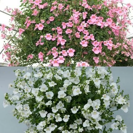 fotografii de flori atârnă-doborând Diascia și în creștere din semințe, de plantare și îngrijire (flori) fotografii de flori hang-doborând Diascia și în creștere din semințe, de plantare și îngrijire
