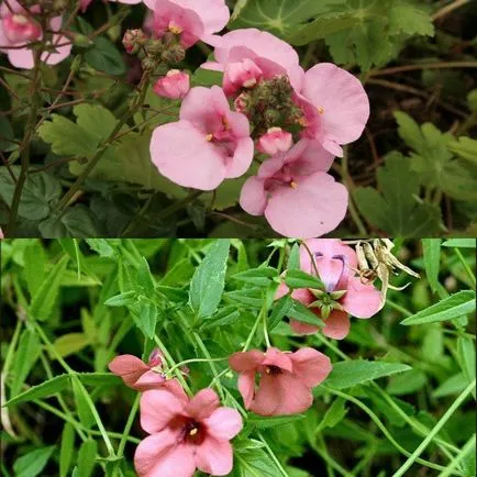 fotografii de flori atârnă-doborând Diascia și în creștere din semințe, de plantare și îngrijire (flori Diascia) fotografii de flori hang-doborând Diascia și în creștere din semințe, de plantare și îngrijire