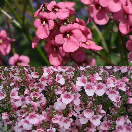 fotografii de flori atârnă-doborând Diascia și în creștere din semințe, plantare și îngrijire (Diascia) fotografii de flori hang-doborând Diascia și în creștere din semințe, de plantare și îngrijire