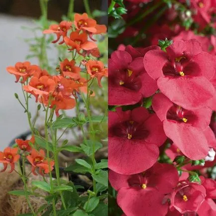 fotografii de flori atârnă-doborând Diascia și în creștere din semințe, de plantare și îngrijire (flori Diascia) fotografii de flori hang-doborând Diascia și în creștere din semințe, de plantare și îngrijire