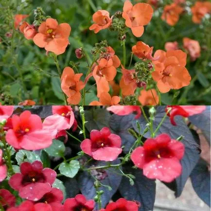 fotografii de flori atârnă-doborând Diascia și în creștere din semințe, de plantare și îngrijire (flori Diascia) fotografii de flori hang-doborând Diascia și în creștere din semințe, de plantare și îngrijire