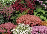Diascia în grădină ca înflorire descriere lungă și frumoasă specii de plante anuale, plantarea de reguli (cultivarea Diascia de îngrijire plantarea semințelor de reproducere semănate flori de plante de cultură tulpini frunze tipuri de răsaduri) Diascia în grădină ca înflorire descriere lungă și frumoasă specii de plante anuale, plantarea de norme,