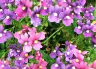 Diascia în grădină ca înflorire descriere lungă și frumoasă specii de plante anuale, plantarea de norme (Diascia) Diascia în grădină ca înflorire descriere lungă și frumoasă specii de plante anuale, plantarea de norme,