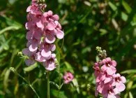 Diascia în grădină ca înflorire descriere lungă și frumoasă specii de plante anuale, plantarea de norme (anual) Diascia în grădină ca înflorire descriere lungă și frumoasă specii de plante anuale, plantarea de norme,