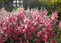 Diascia în grădină ca lungi și frumoase flori anuale descriere specii de plante, de plantare reguli, (gradina) Diascia în grădină ca înflorire descriere lungă și frumoasă specii de plante anuale, plantarea de norme,
