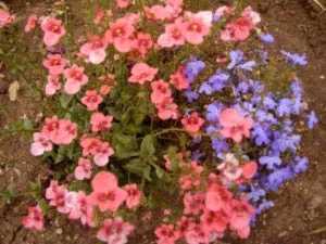 plantarea Diascia și îngrijirea în multiplicarea semintelor deschise la sol (plantare) plantare Diascia și de îngrijire în deschis multiplicarea semințelor la sol