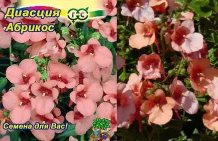 Diascia în grădină ca lungi și frumoase flori anuale descriere specii de plante, de plantare reguli, (gradina) Diascia în grădină ca înflorire descriere lungă și frumoasă specii de plante anuale, plantarea de norme,