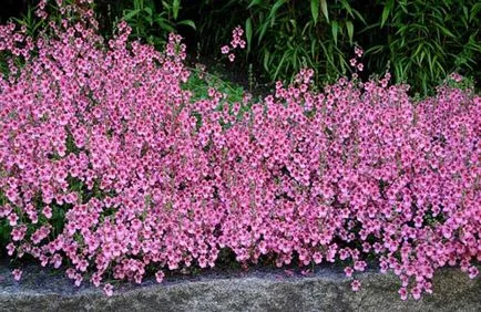 Diascia în grădină ca înflorire descriere lungă și frumoasă specii de plante anuale, plantarea de reguli (cultivarea Diascia de îngrijire plantarea semințelor de reproducere semănate flori de plante de cultură tulpini frunze tipuri de răsaduri) Diascia în grădină ca înflorire descriere lungă și frumoasă specii de plante anuale, plantarea de norme,