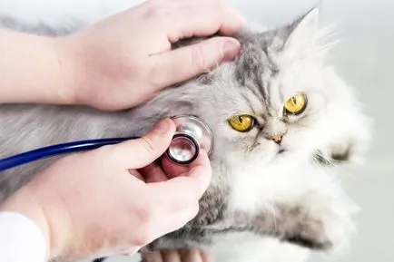 Acnee în forme pisici, forme de manifestare și de prevenire a (cat demodekoz) Acnee în forme pisici, manifestări și prevenire