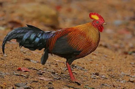 pui sălbatice, enciclopedie animale