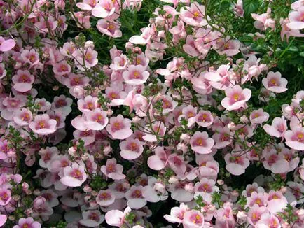 Diascia în grădină ca înflorire descriere lungă și frumoasă specii de plante anuale, plantarea de norme (anual) Diascia în grădină ca înflorire descriere lungă și frumoasă specii de plante anuale, plantarea de norme,