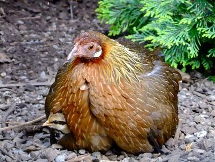 pui sălbatice, enciclopedie animale