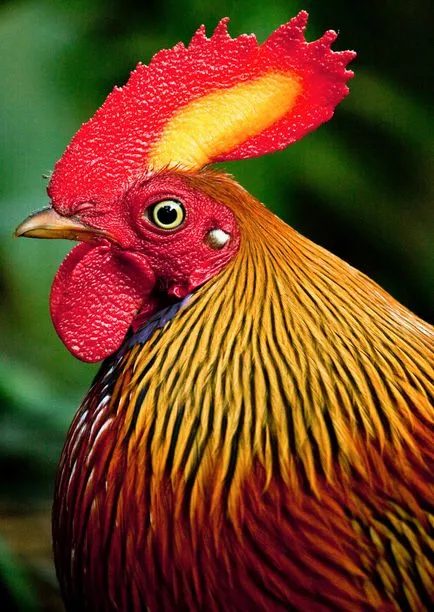 pui sălbatice, enciclopedie animale