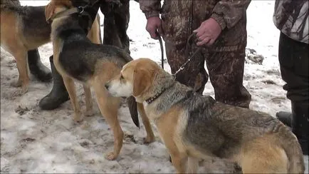 Pentru cine este rasa potrivita Rusă Hound