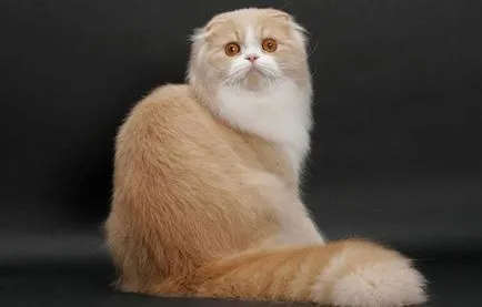 Longhair rase de nume cu fotografii și descriere, îngrijire
