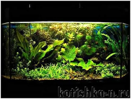 acvariu cu un design propriu mâini - 40 de opțiuni diferite (cu mâinile lor) acvariu cu un design propriu mâini - 40 de opțiuni diferite
