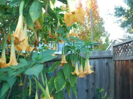 fotografii Durman și specii, cultivarea și îngrijirea de iarbă