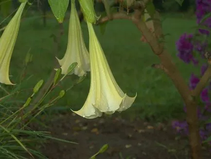 fotografii Durman și specii, cultivarea și îngrijirea de iarbă