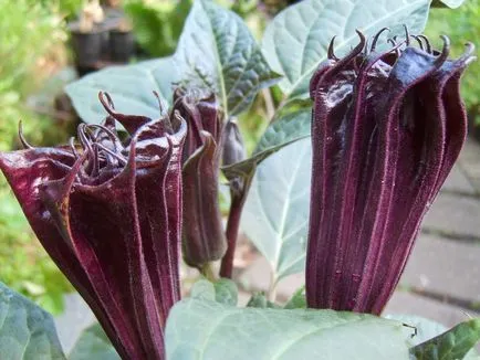 fotografii Durman și specii, cultivarea și îngrijirea de iarbă
