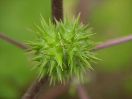 fotografii Durman și specii, cultivarea și îngrijirea de iarbă