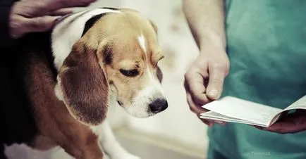 Daca un caine are ligamente - blog veterinarii - belanta (gap) Daca un caine are ligamente - blog veterinarii - belanta