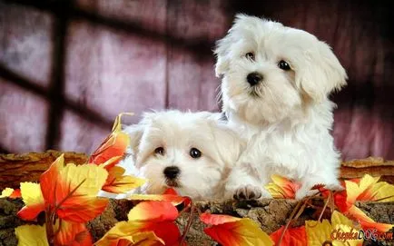 Aceste drăguț câine! Imagini frumoase de câini, revista on-line pozitiv (câini) Aceste drăguț câine! Imagini frumoase de câini, revista on-line pozitiv
