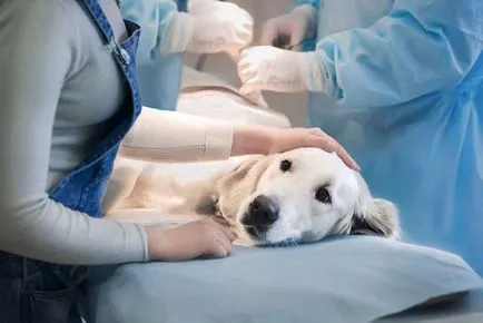 Daca un caine a rupt ligamentele - blog veterinarii - belanta (tratament de ruptură de ligamente) Daca un caine are ligamente - blog veterinarii - belanta