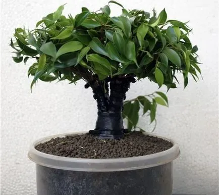 Formarea Ficus benjamina de stem si coroana la domiciliu, foto, video